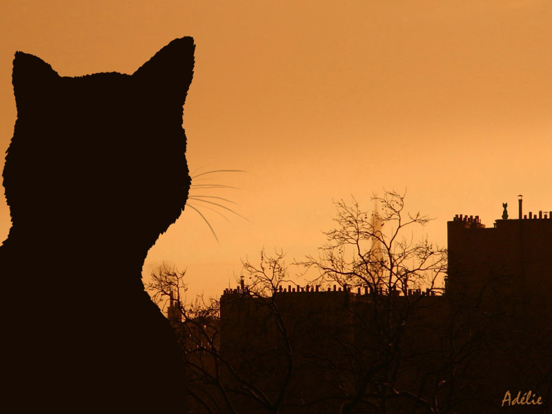 On a hot tin roof (sur un toit brûlant)