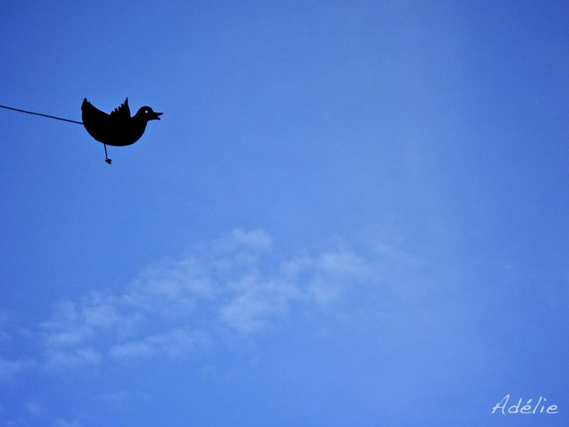 D’où sort-il, ce petit oiseau ?