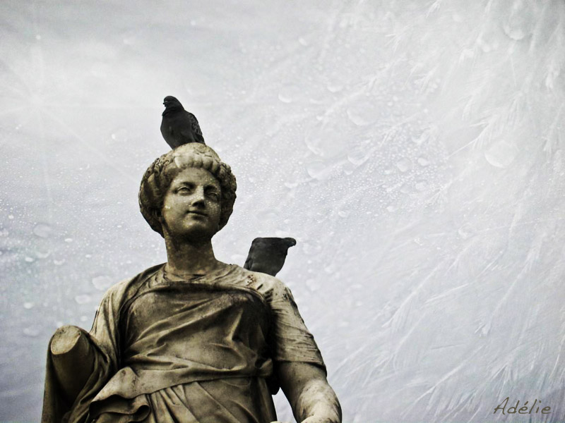 Encore des pigeons ?