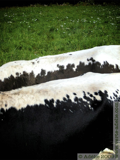 Des vaches (et des taches)