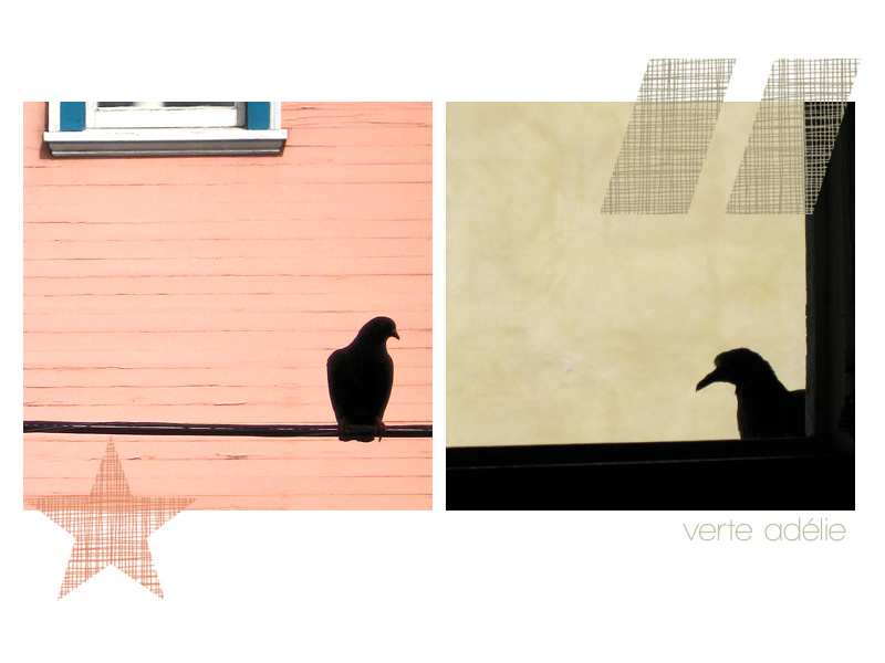 Faraway, so close: pigeon silhouettes