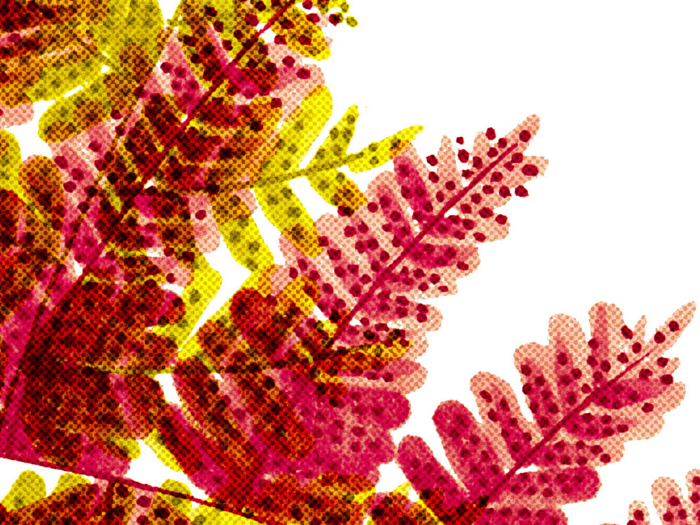Quick and colorful ferns