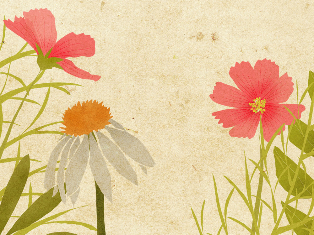 Field flowers